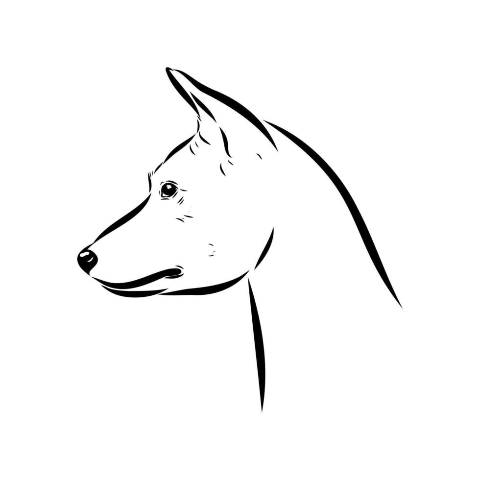 a loyal hunting dog, the Basenji vector