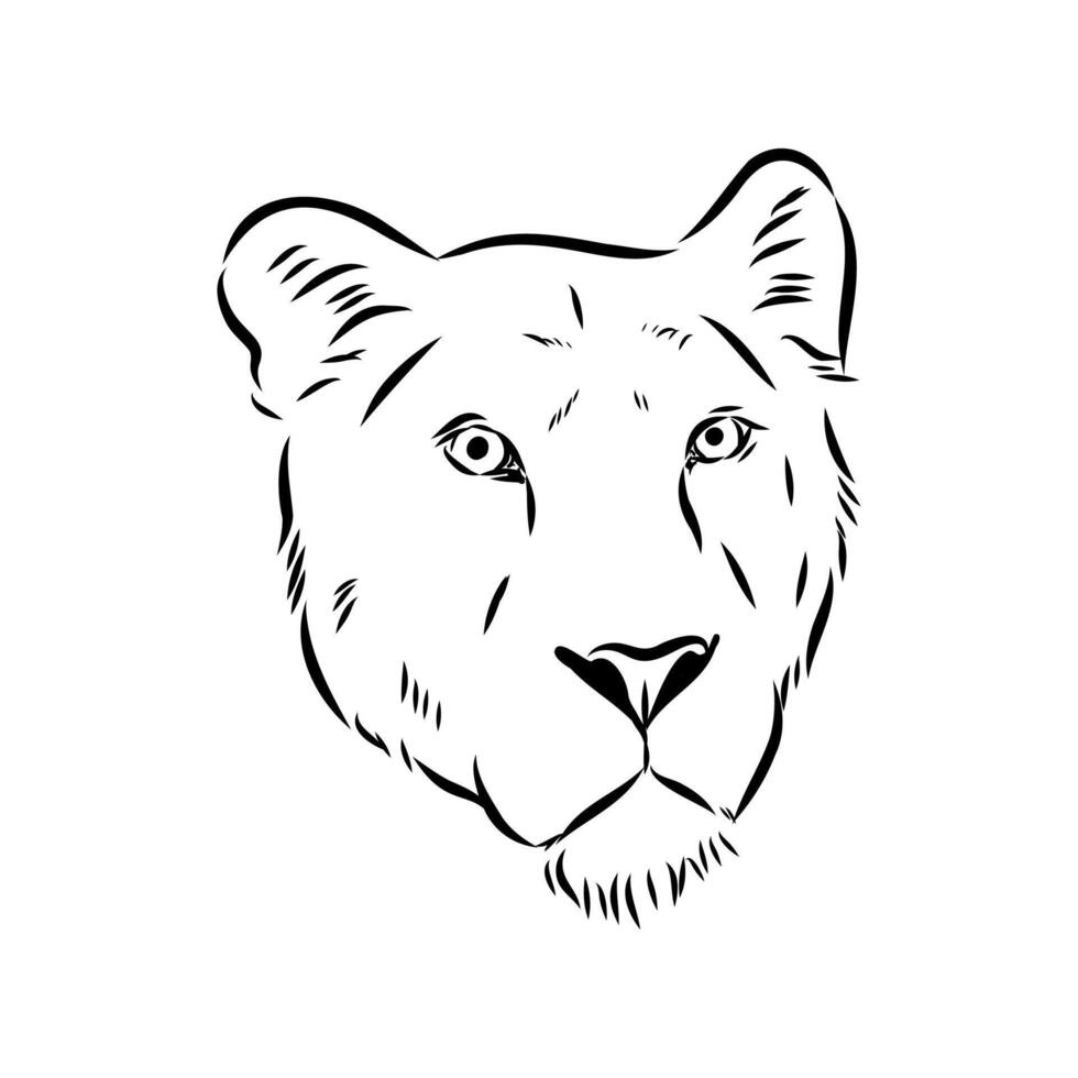 Predatory beast lion drawing vector