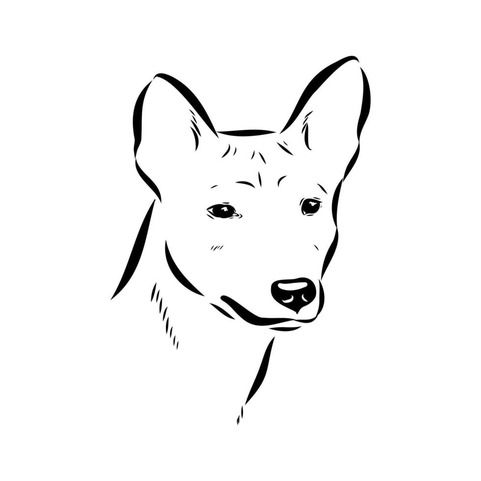 basenji hunting dog handmade drawing vector
