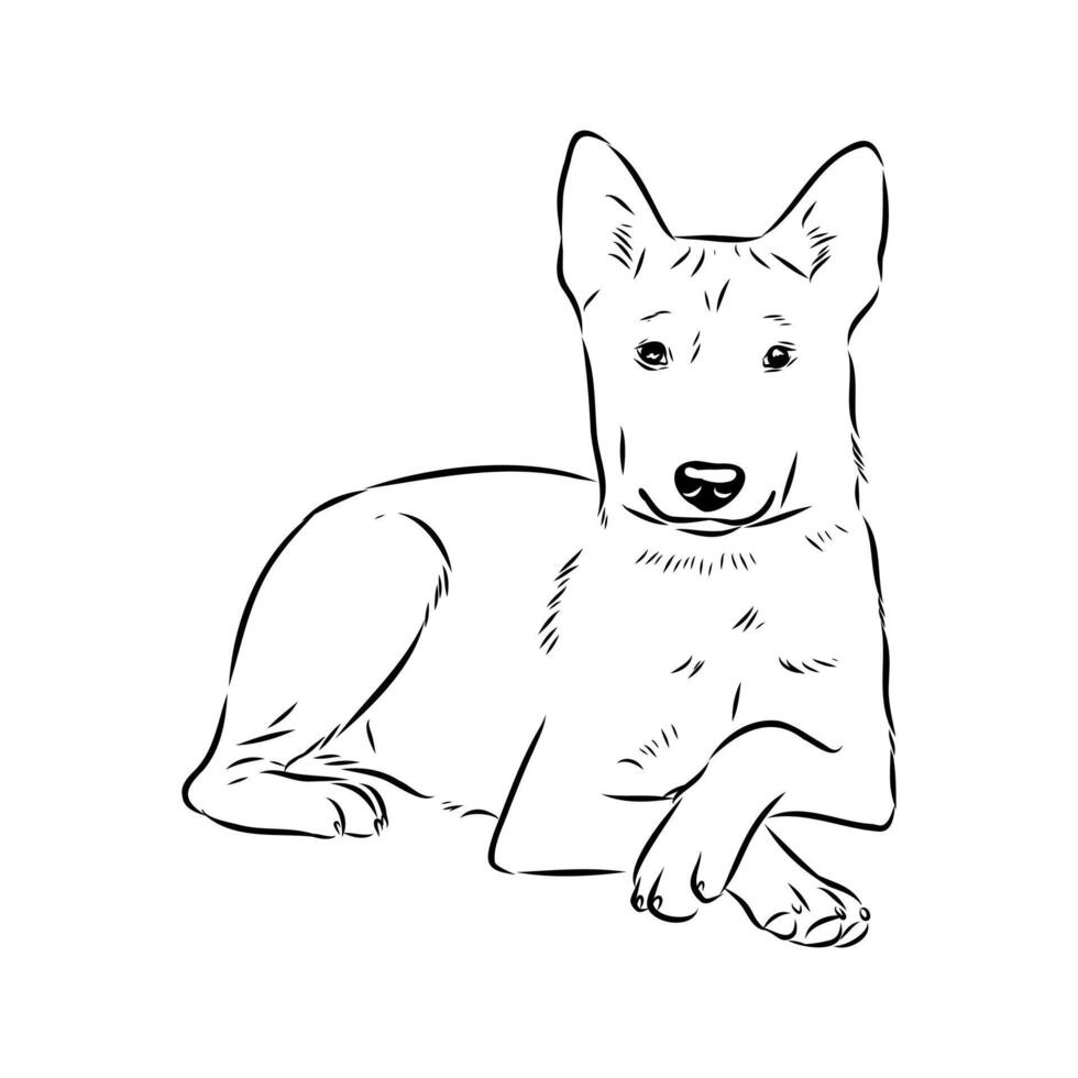 bush dog basenji sketch vector
