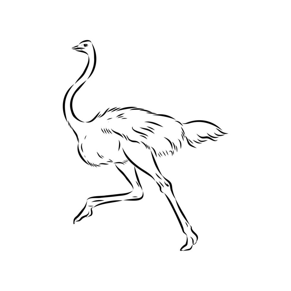 ostrich bird black and white drawing vector