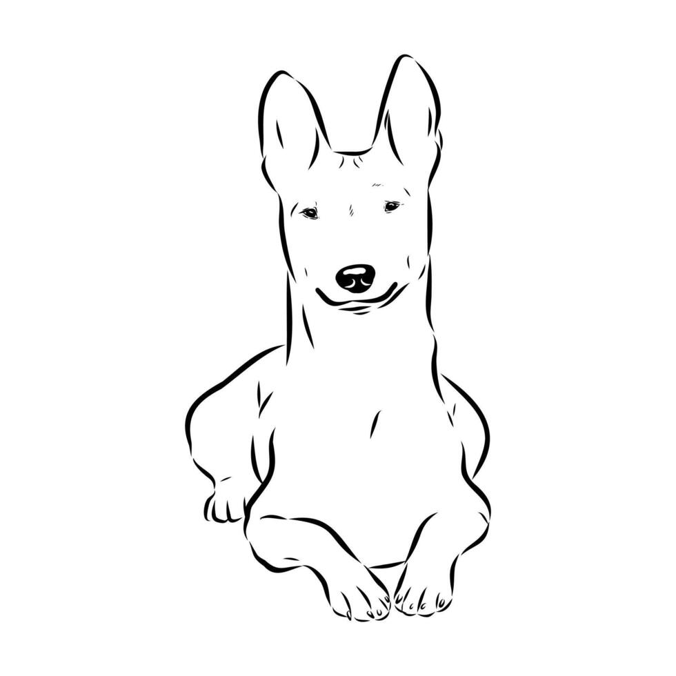 bush dog basenji black and white drawing vector