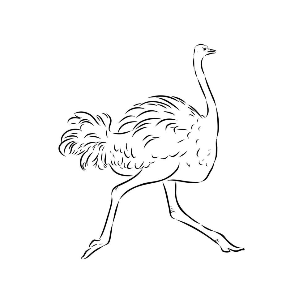 flightless bird ostrich vector