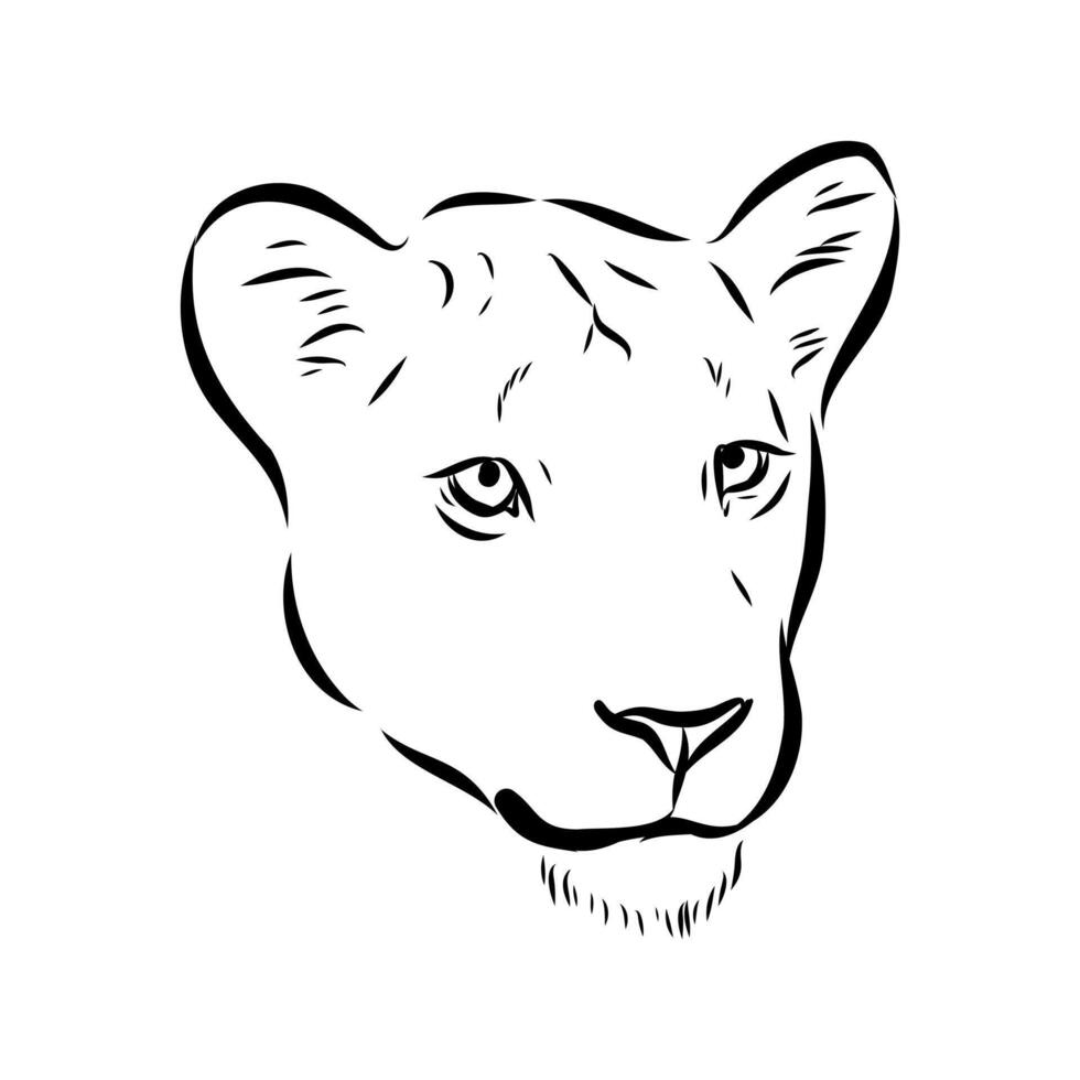 large predator lion black and white drawing vector