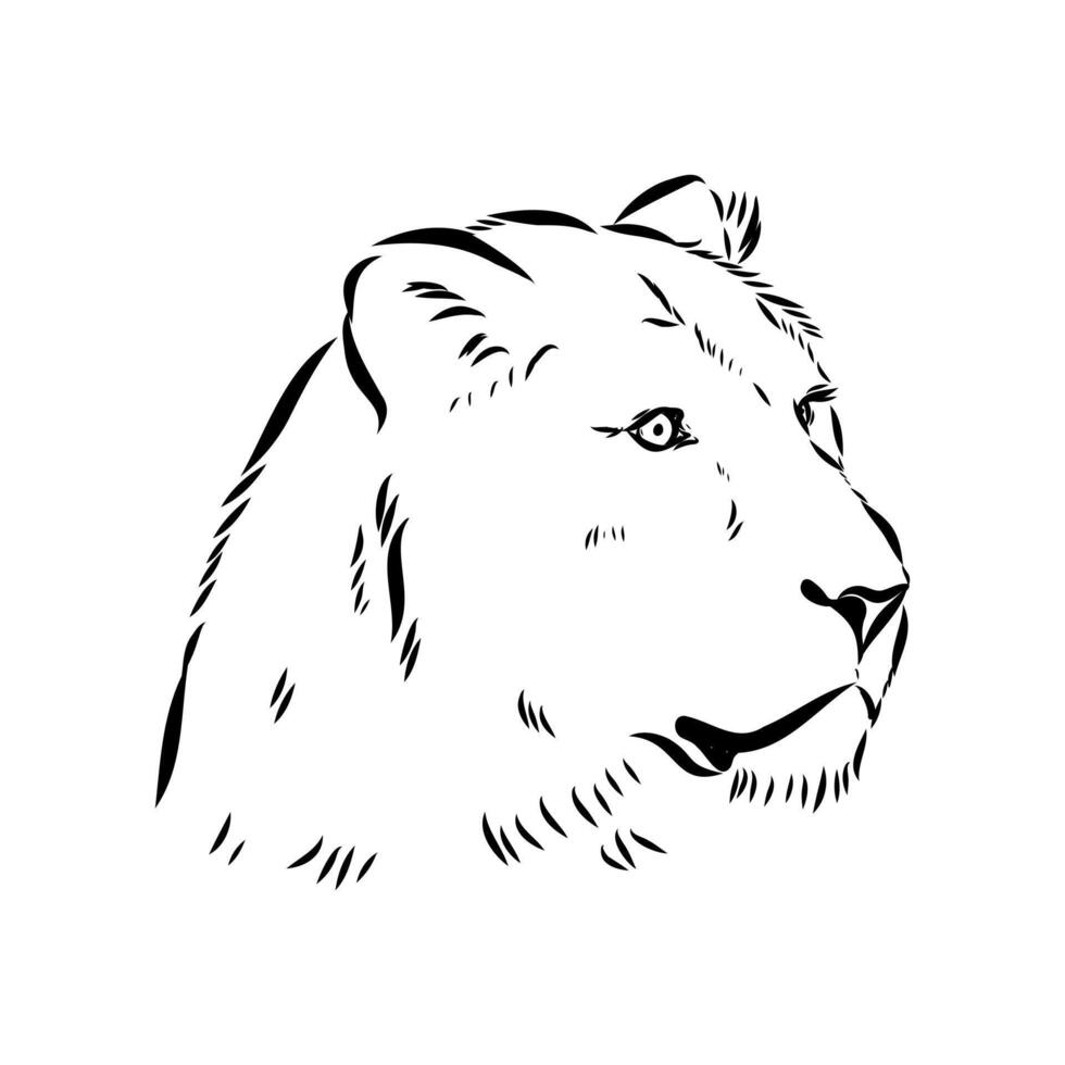 Predatory beast lion hand-drawn vector