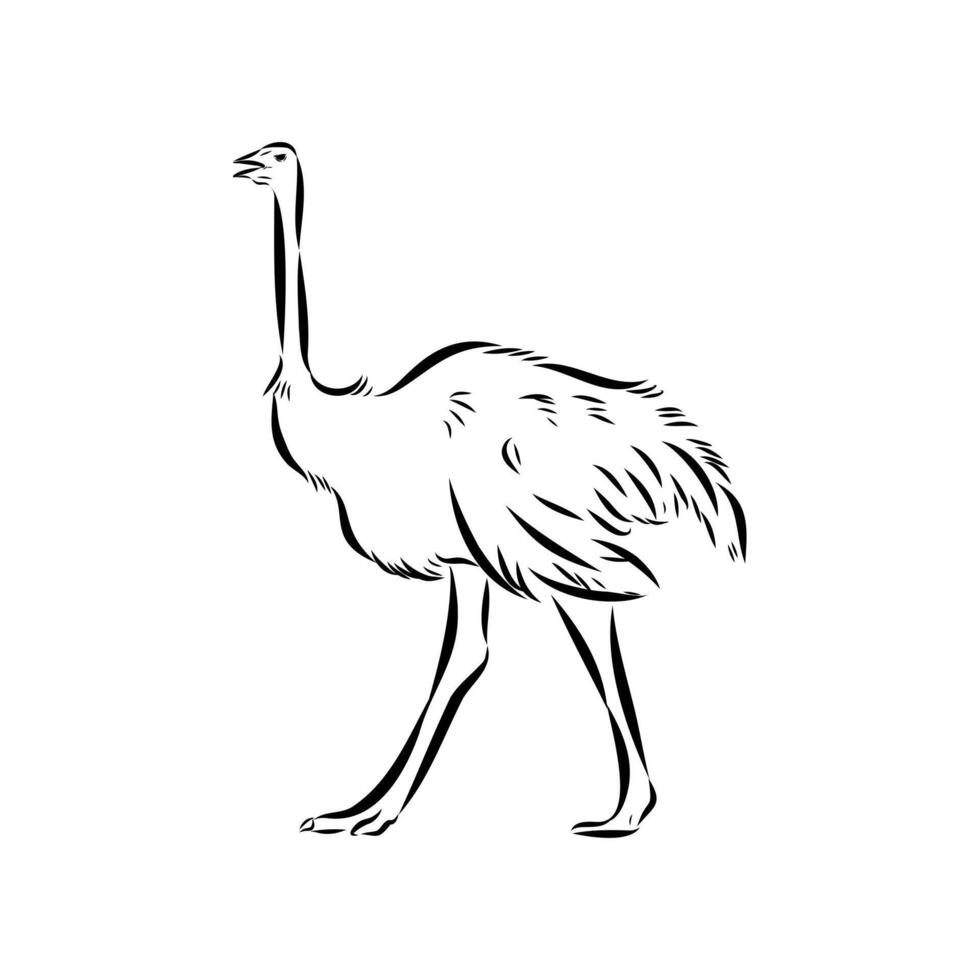 flightless bird ostrich hand sketch vector