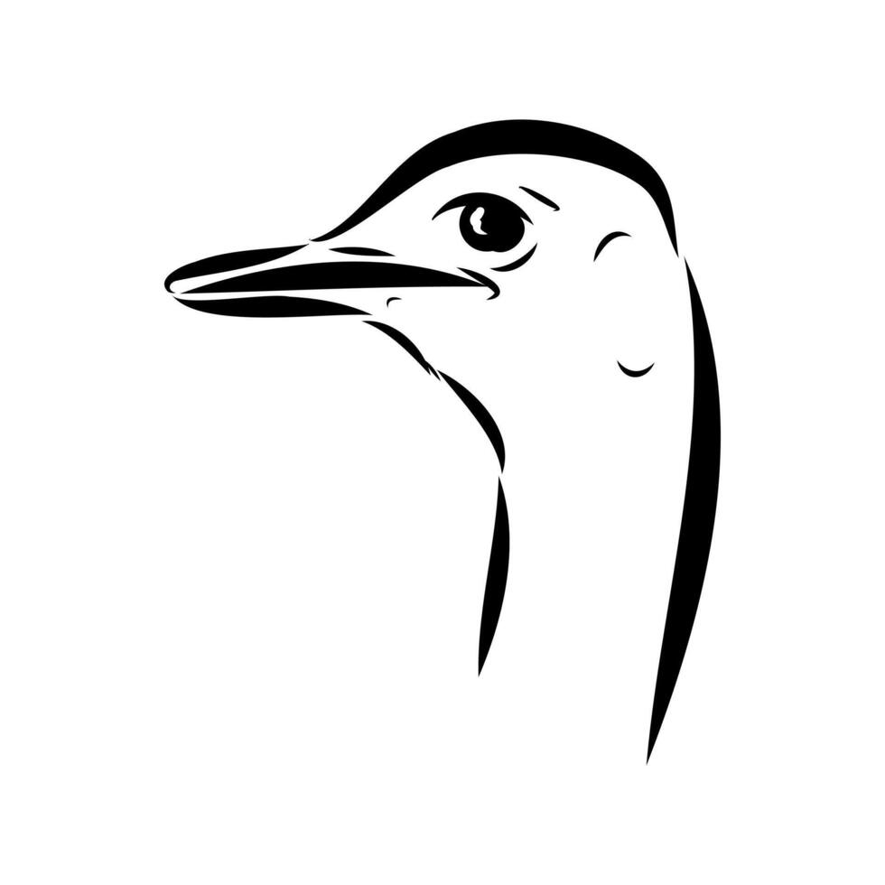 large African ostrich bird black and white sketch vector
