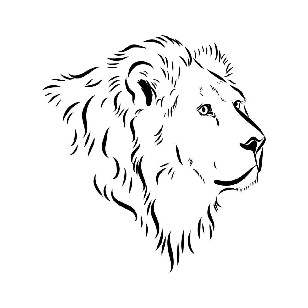 Strong predator lion sketch vector