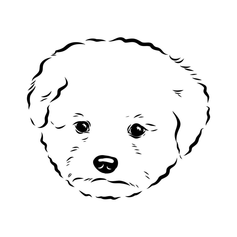 little dog bichon frise sketch vector