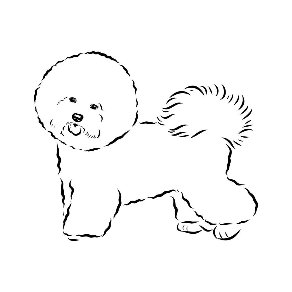 A Bichon Frise dog drawing vector