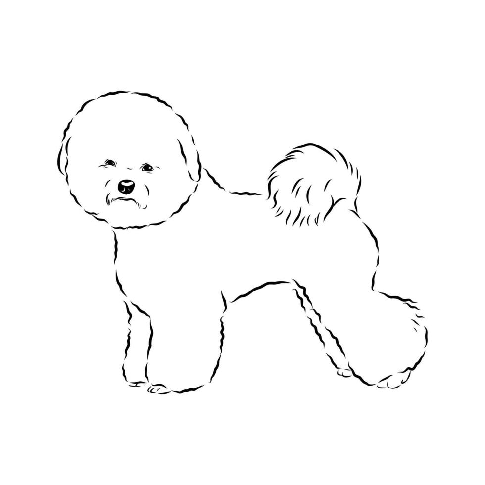 Bichon Frise Companion Dog Hand-Painted vector