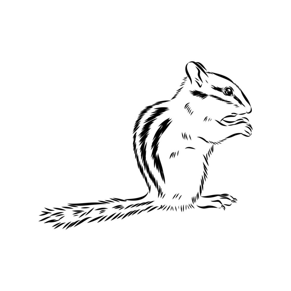 Rodent chipmunk drawing vector
