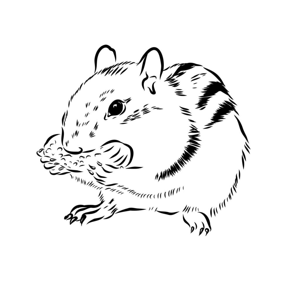 striped rodent chipmunk black and white sketch vector