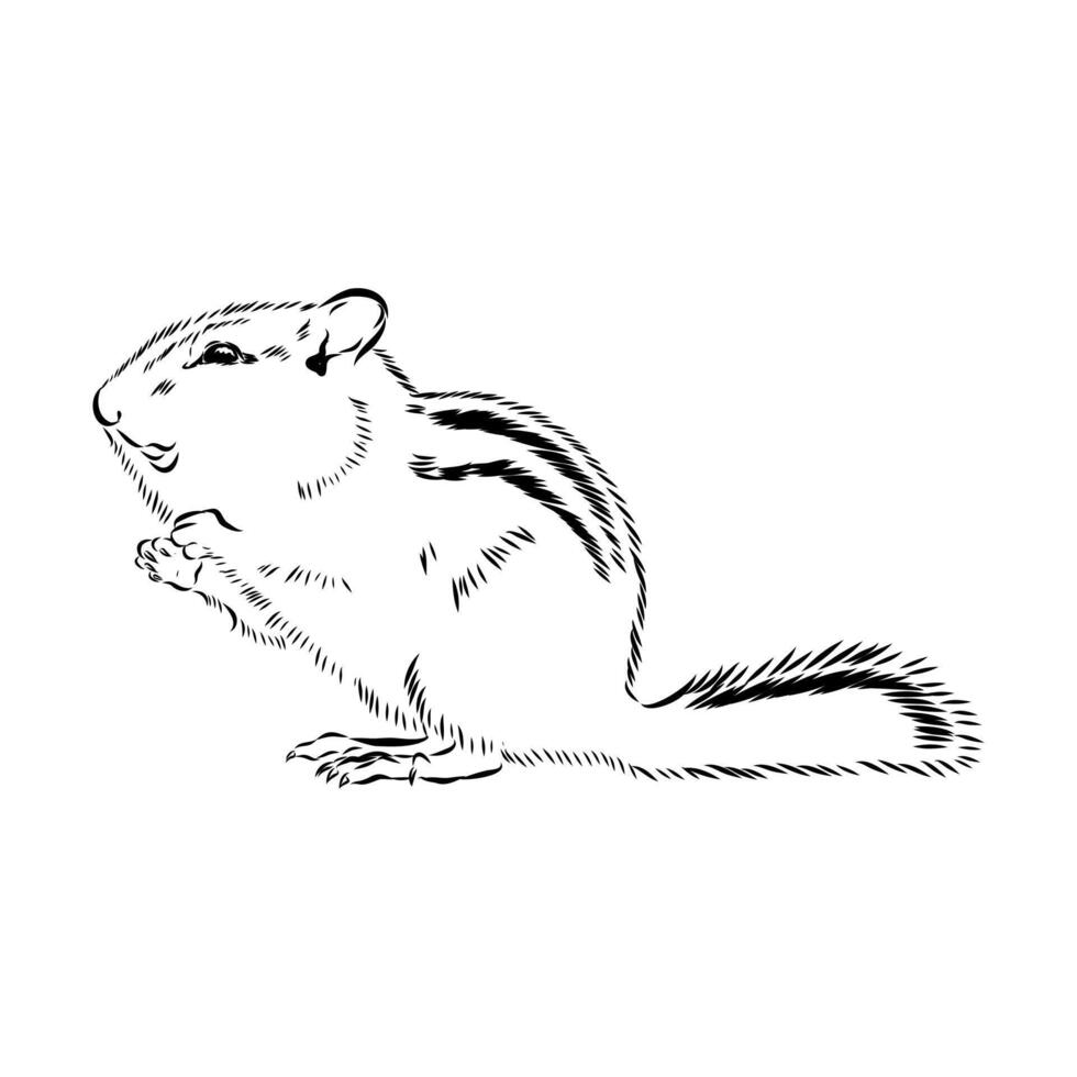 brave animal chipmunk black and white sketch vector