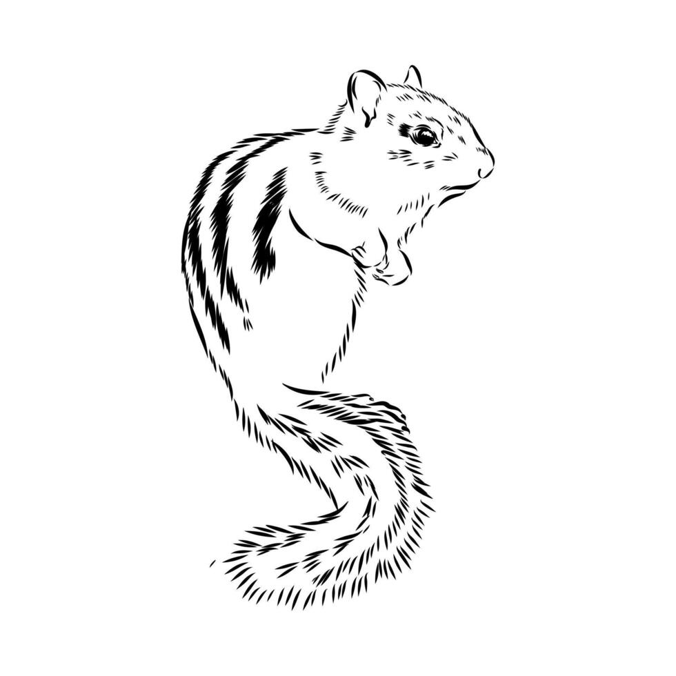 striped mischievous chipmunk black and white sketch vector