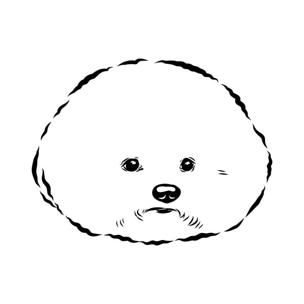 a fun bichon frise dog hand-drawn sketch vector