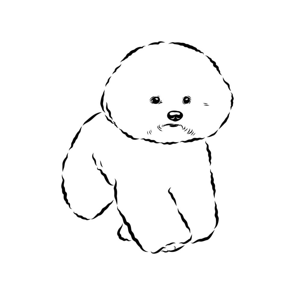 miniature bichon frise dog drawing vector