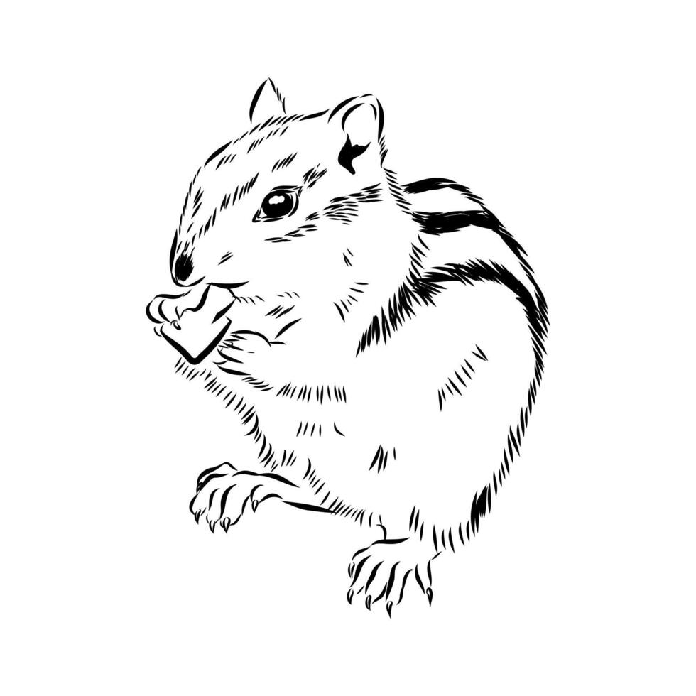 Brave chipmunk black and white drawing vector