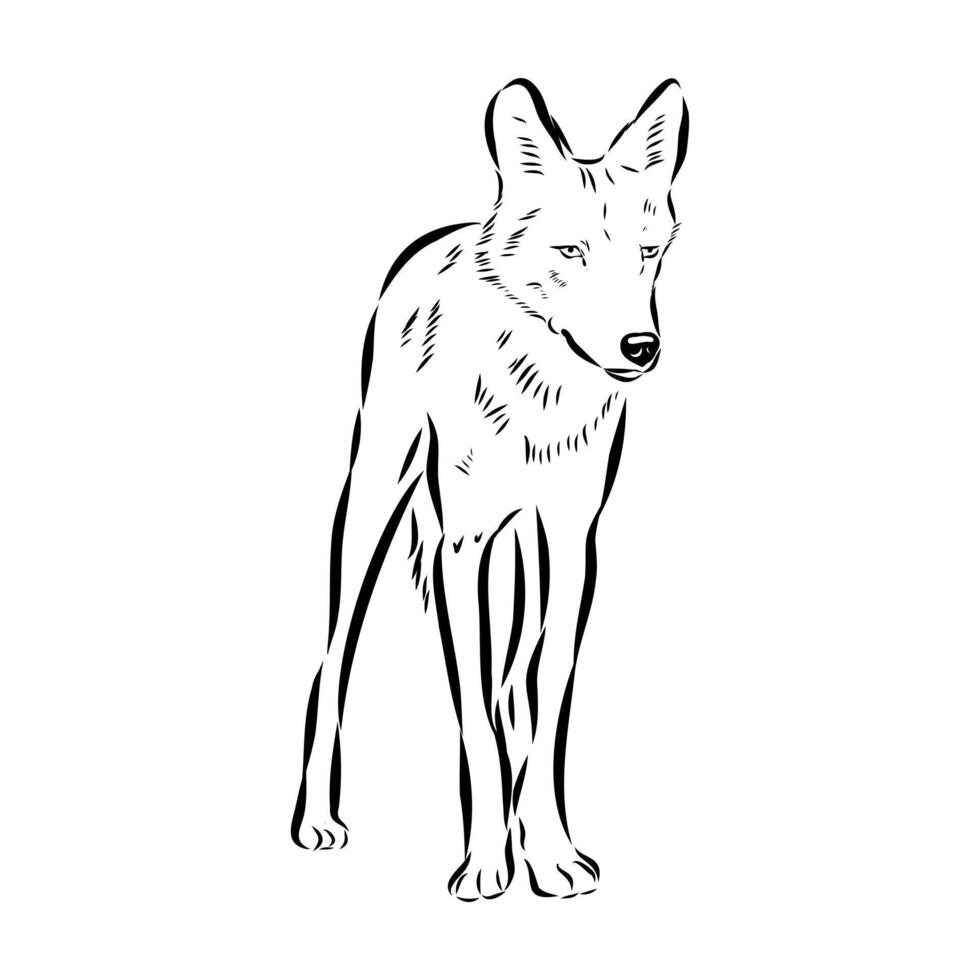 asian grey wolf sketch vector
