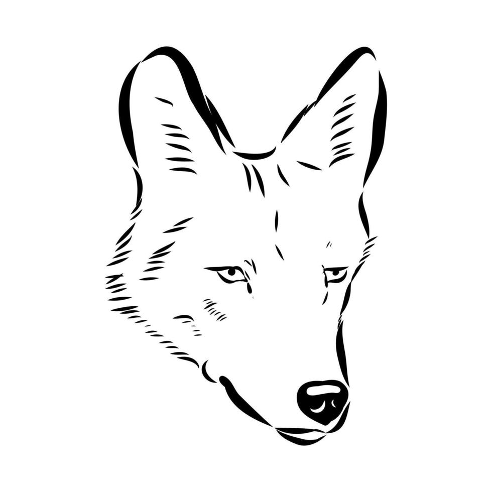 Asian gray wolf black and white sketch vector