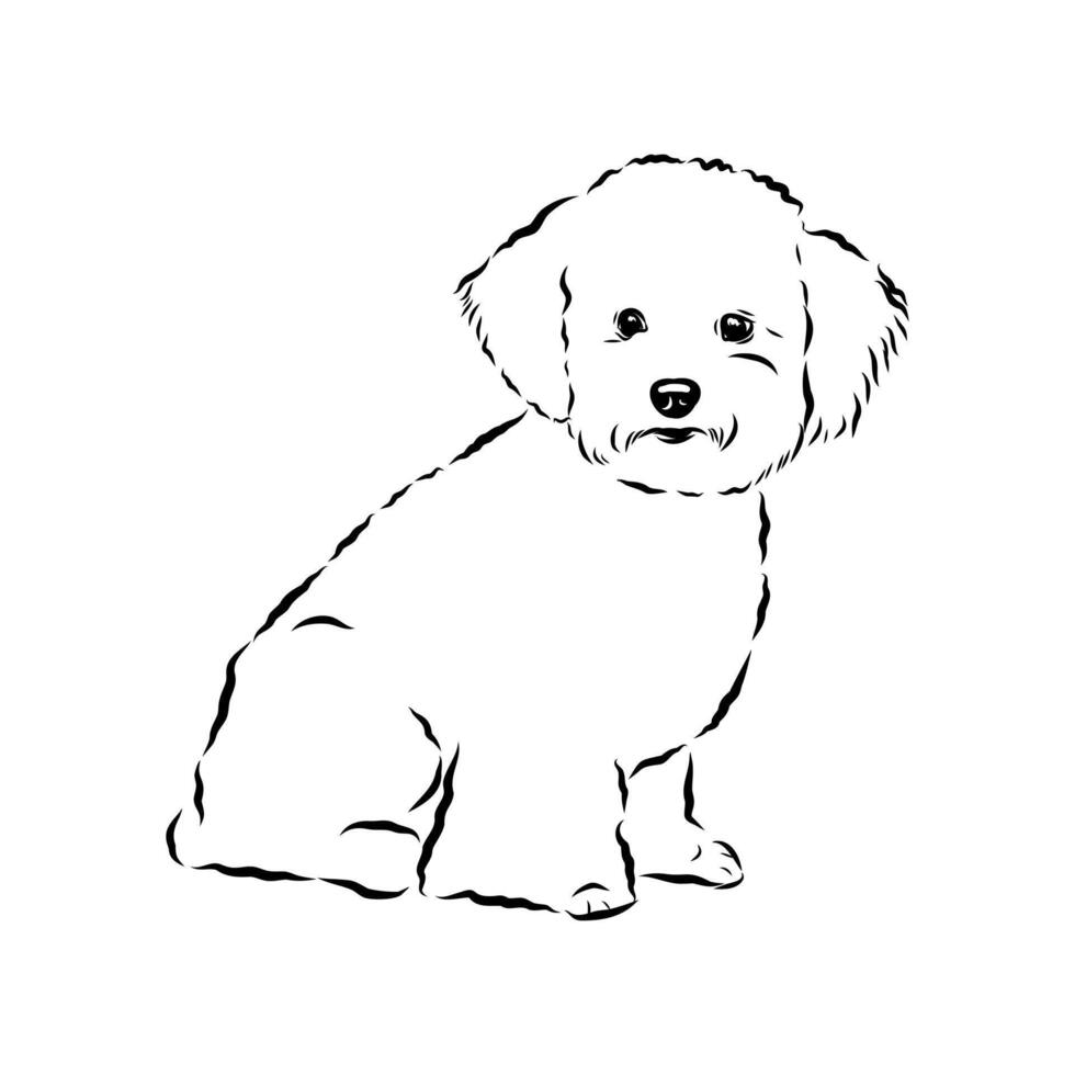 Bichon Frise breed dog black and white sketch vector
