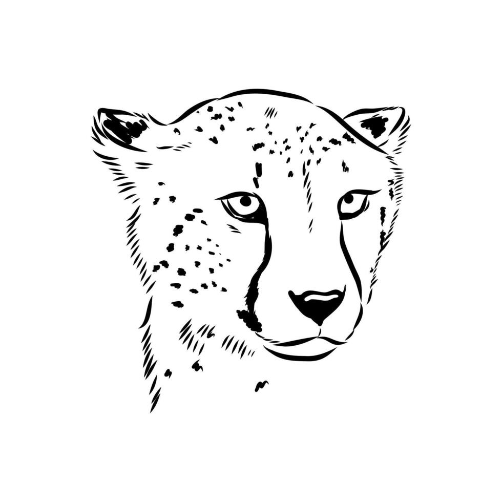 Predator cheetah sketch vector