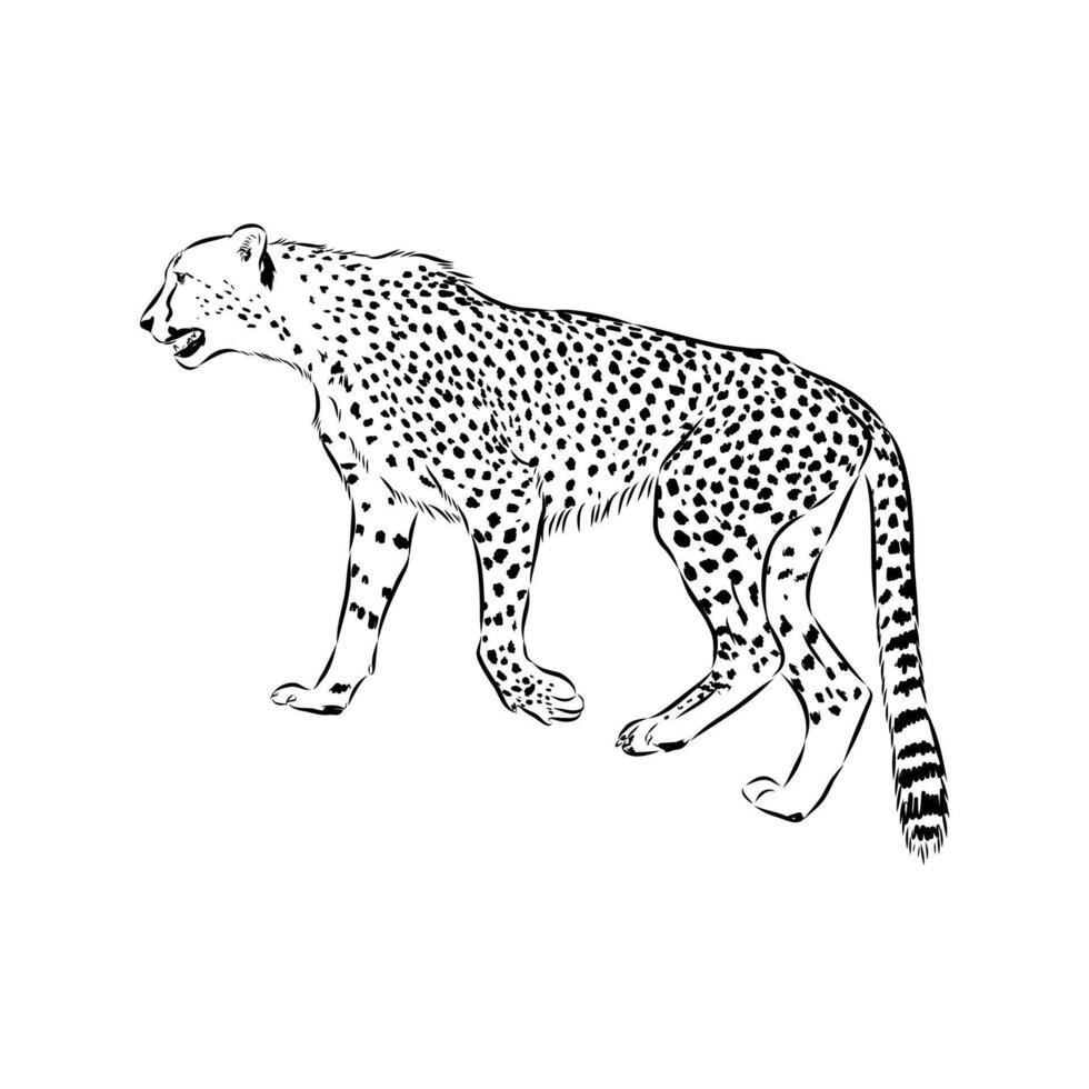 long-legged cheetah hand-drawn illustration vector