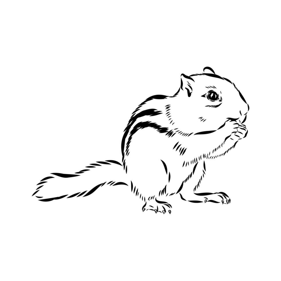 rodent chipmunk handmade drawing vector