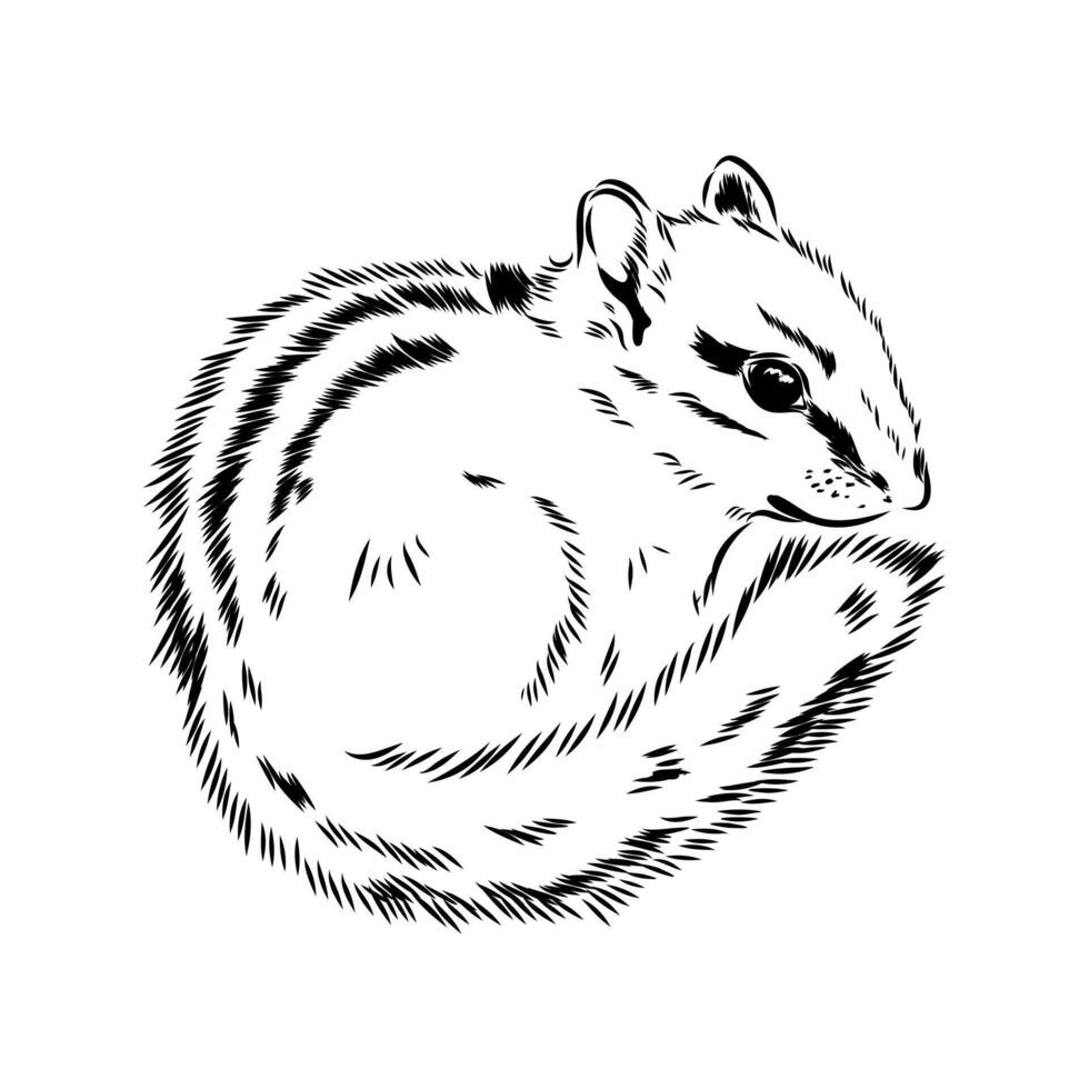 Brave animal chipmunk handmade drawing vector