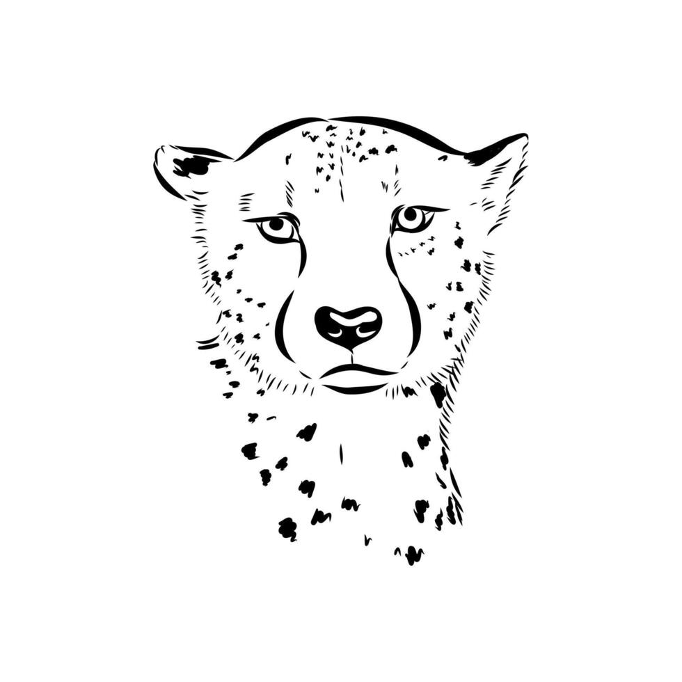 cheetah head hand-drawn vector