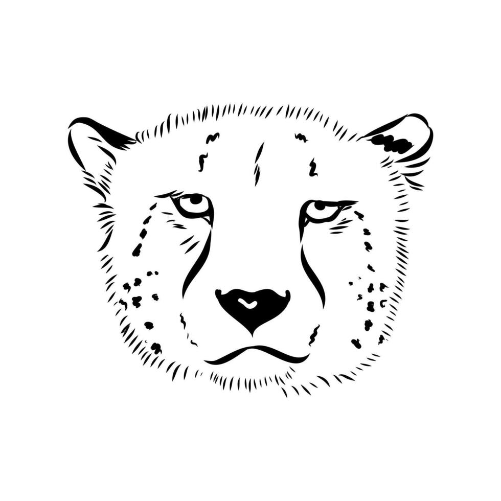 cheetah predator black and white drawing vector