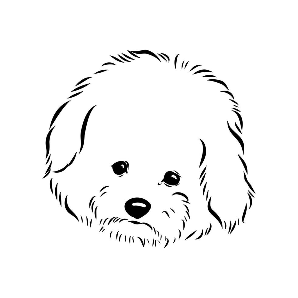 funny dog bichon frise vector