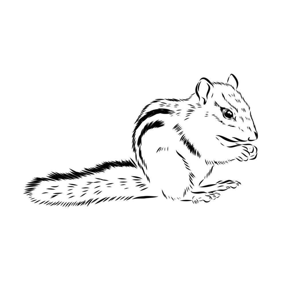 Brave animal chipmunk sketch vector