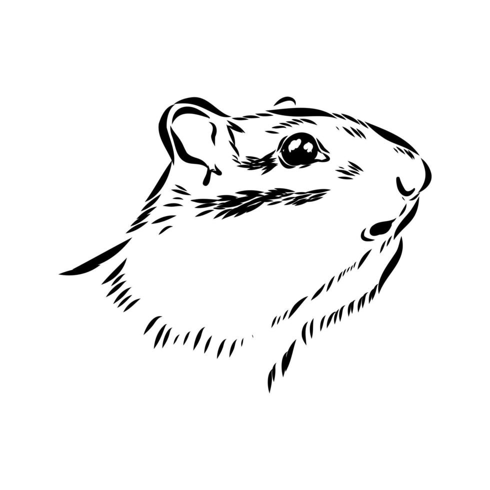 chipmunk black and white drawing vector