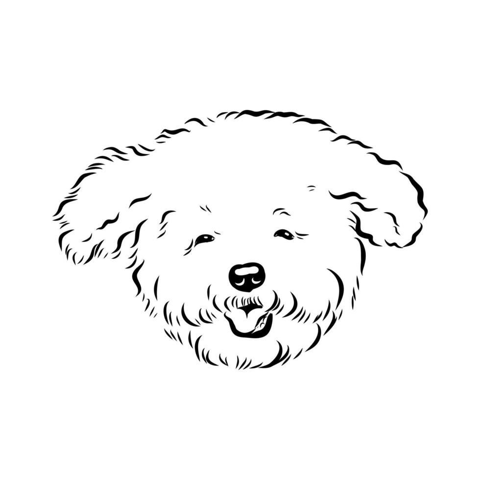 little dog bichon frise vector