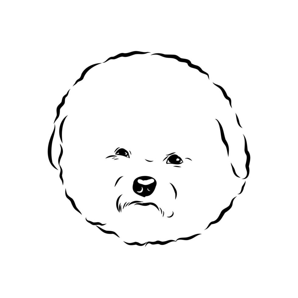 fun bichon frise dog black and white sketch vector