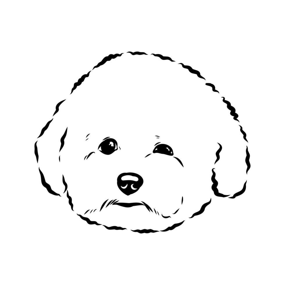 curly bichon frise dog hand-drawn sketch vector