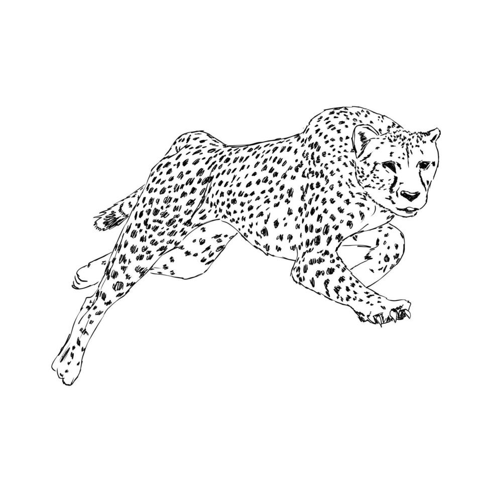slender cheetah black and white pattern vector