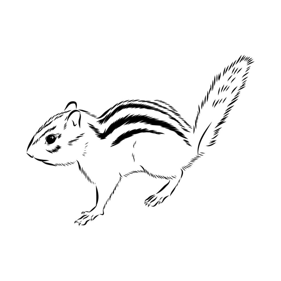 rodent chipmunk hand sketch vector