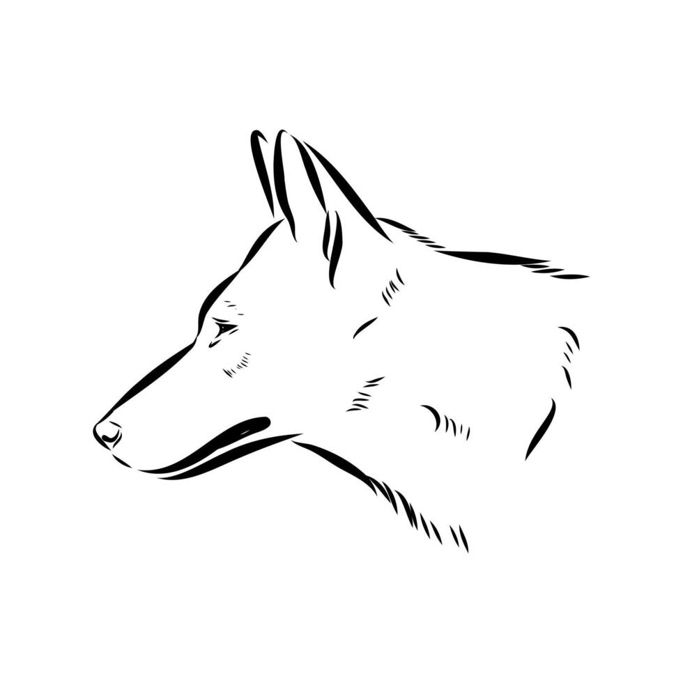 Asian wolf drawing vector