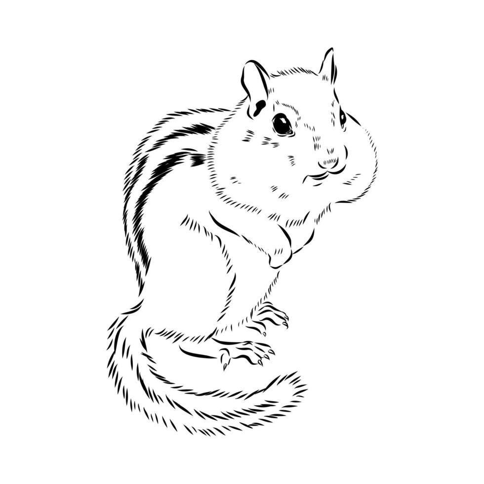 Brave Chipmunk black and white sketch vector