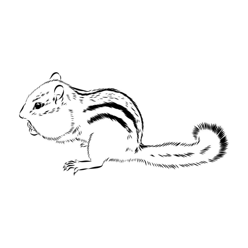 striped rodent chipmunk hand-drawn drawing vector