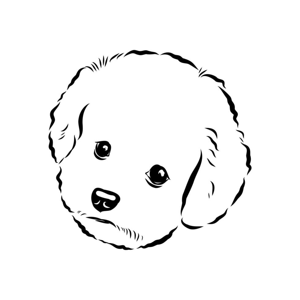 miniature bichon frise dog sketch vector
