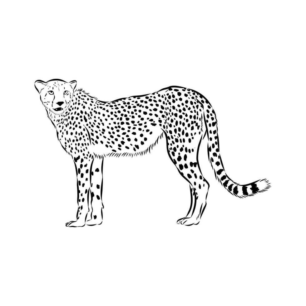 Slender cheetah drawing vector