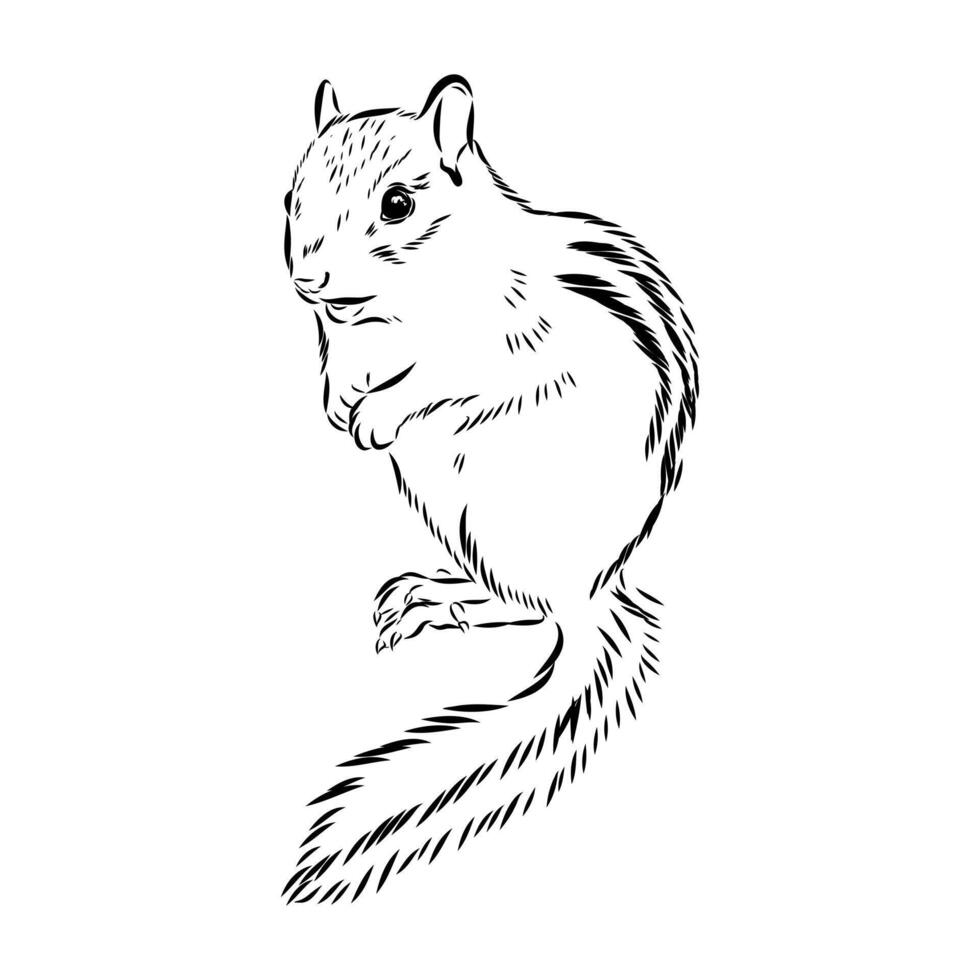 striped mischievous chipmunk hand-drawn drawing vector
