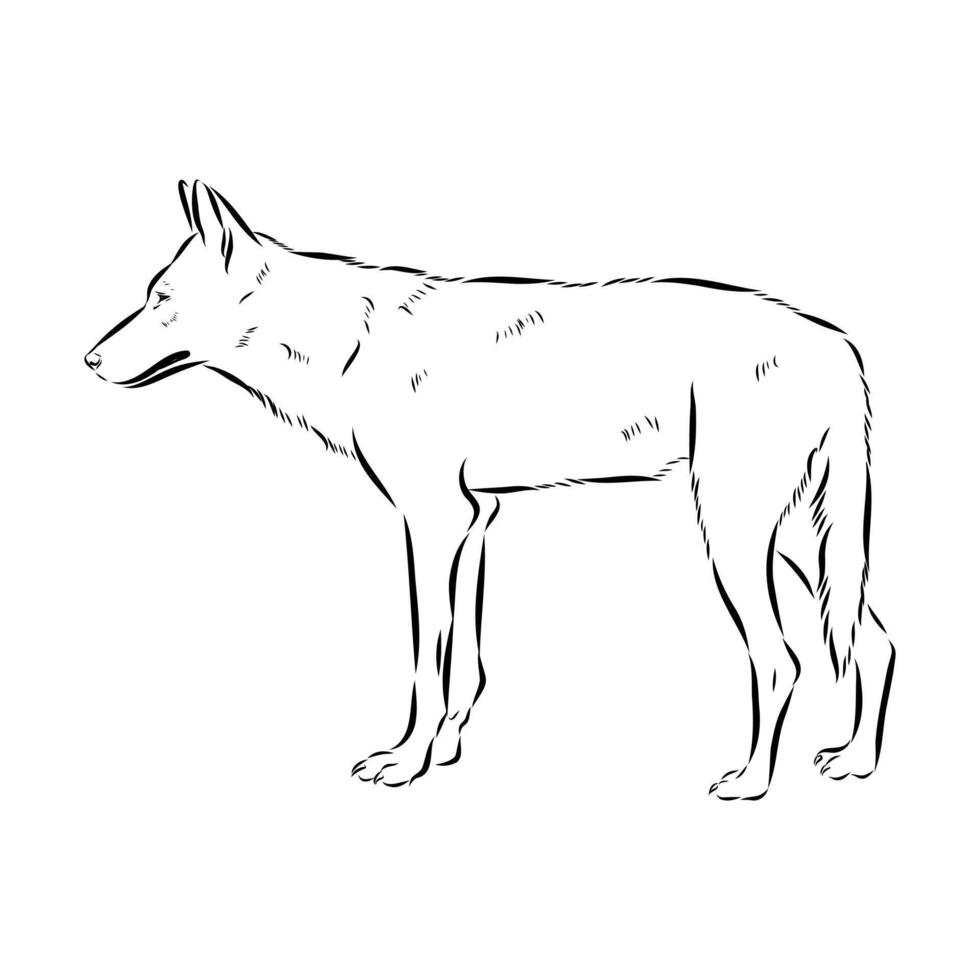 The Iranian wolf sketch vector