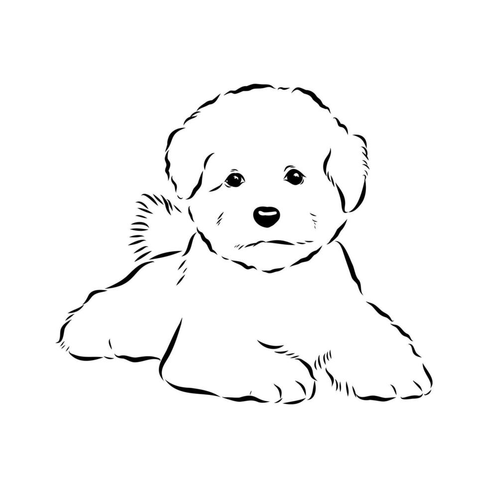 French dog Bichon friset black and white drawing vector