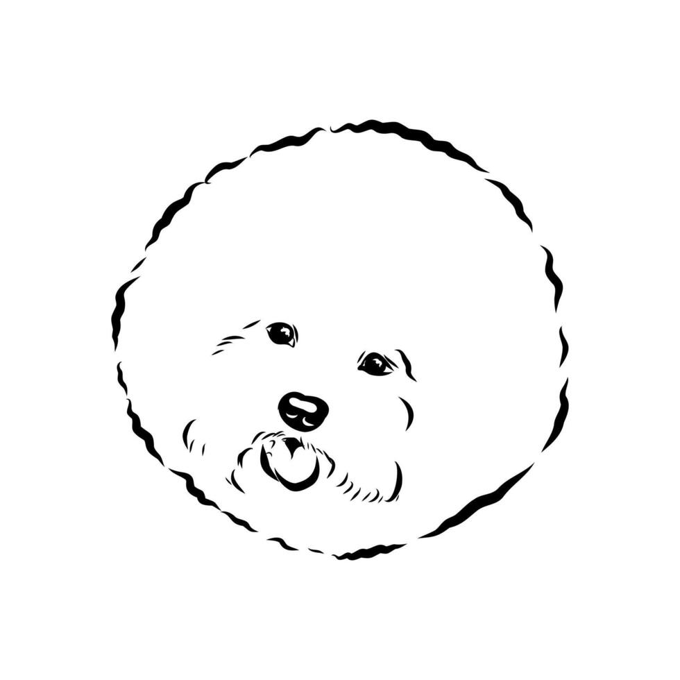 a Bichon Frise dog vector