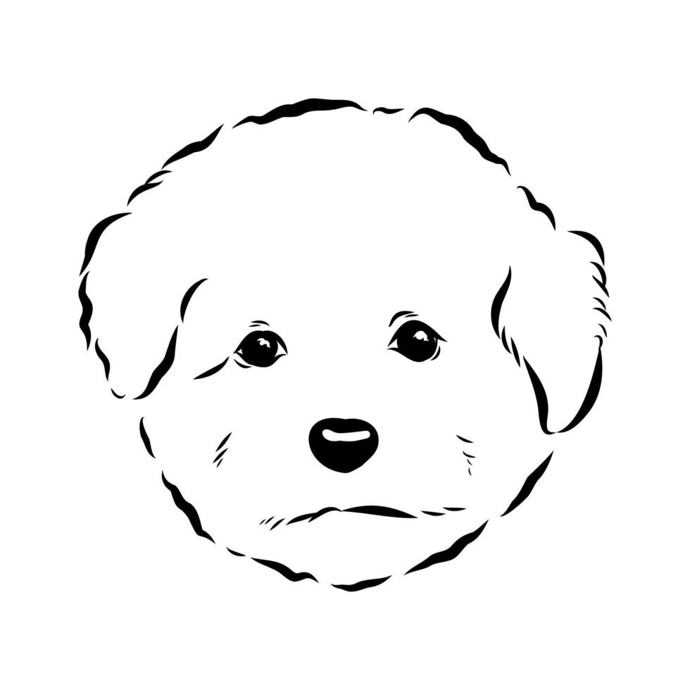 decorative dog bichon frise sketch vector