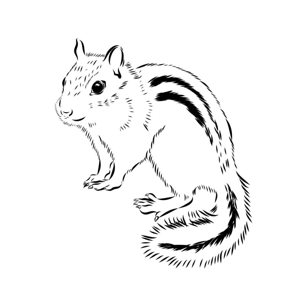 striped rodent chipmunk vector